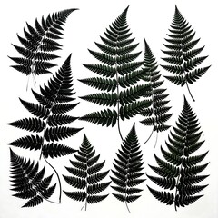 Fototapeta premium Intricate fern fronds arranged in a symmetrical pattern against a clean white background, exhibiting detailed silhouettes and varied shapes.