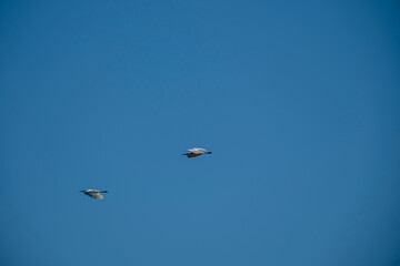 Two white seagulls or similar seabirds fly high across a vivid, clear blue sky on a sunny day. The image has a minimalist feel, symbolizing partnership and freedom. Excellent copy space.