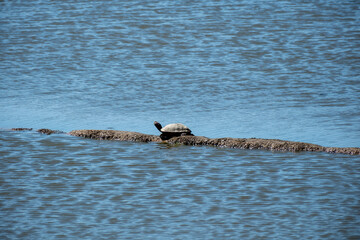 Fototapeta premium A deep, dramatic blue sky background highlighting the stark, dark silhouette of a water bird in flight. An atmospheric and minimalist composition focusing on high contrast and empty space for text ove