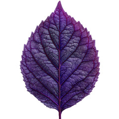 Close-up of a vibrant, deep purple leaf