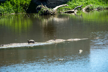 A freshwater turtle and a small bird share a muddy log in a murky pond, surrounded by lush green foliage. A quiet, detailed scene of wetland wildlife and natural habitat.