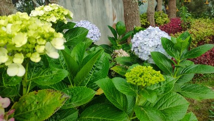 Beautiful hydrangea flowers in full bloom with green leaves and colorful clusters in the garden. This photo is perfect for themes of nature, gardening, floral design, eco-friendly projects, and stock 