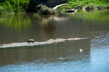 A freshwater turtle and a small bird share a muddy log in a murky pond, surrounded by lush green foliage. A quiet, detailed scene of wetland wildlife and natural habitat.
