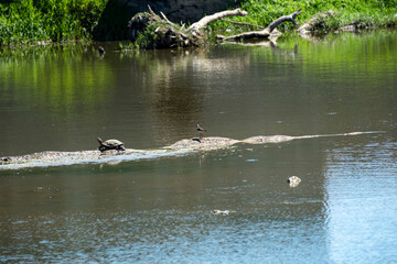 A freshwater turtle and a small bird share a muddy log in a murky pond, surrounded by lush green foliage. A quiet, detailed scene of wetland wildlife and natural habitat.