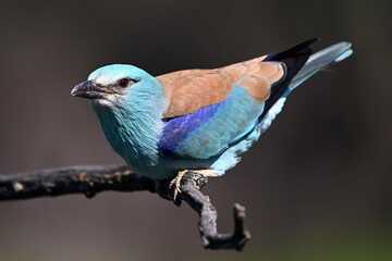 una carraca azul europea posada en una rama de un arbol