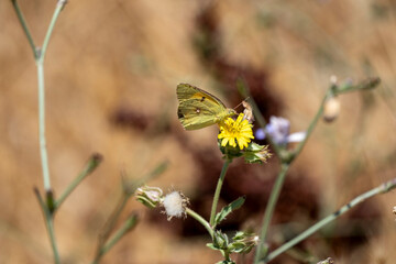 A small yellow butterfly with closed wings rests on a yellow wildflower. Captured in sharp focus against a blurred, warm, arid background, highlighting the fragility and beauty of insect wildlife in d