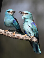 una carraca europea posada en la rama de un arbol