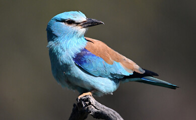 una carraca europea posada en la rama de un arbol