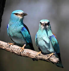 a european roller in the branch