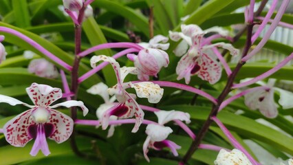 Beautiful orchids in bloom with white and pink petals, featuring unique spotted patterns. A perfect symbol of elegance, tropical beauty, and exotic nature. Ideal for use in floral design, botanical