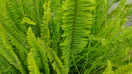 Vibrant green fern leaves in a lush cluster, showcasing natural beauty and tropical freshness. Perfect for use in eco projects, botanical themes, backgrounds, wellness concepts, and educational materi