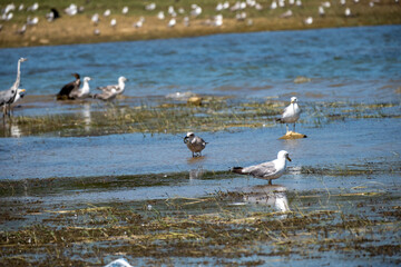 Obraz premium A variety of seagulls and waterbirds stand in shallow, marshy river water on a sunny day, capturing a peaceful scene of avian wildlife in their natural wetland habitat with a grassy bank behind.