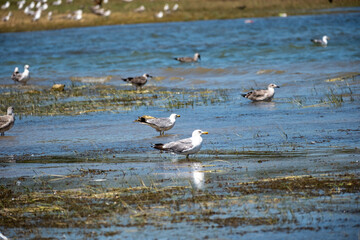 Fototapeta premium Various seagulls and waterbirds forage in shallow, marshy river water on a sunny day, capturing a peaceful avian wildlife scene in their natural wetland habitat with aquatic plants and ripples.