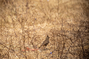A Crested Lark with its distinct upright crest stands alert among dry autumn brambles and small blue wildflowers in a rural meadow, showcasing beautiful natural camouflage and wildlife detail.