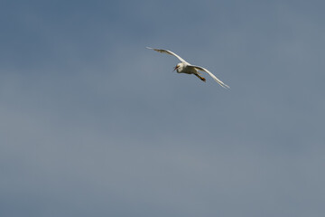 Snowy egret squawking as it flies against a blue sky with clouds.