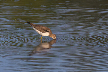 Solitary sandpiper foraging for food in a shallow lake.