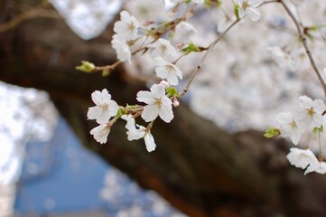 日本の公園で咲く桜