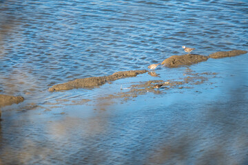 A group of small shorebirds, including a Plover and Sandpipers, foraging on a muddy bank surrounded by blue water in a peaceful wetland habitat, capturing natural wildlife behavior in sunlight.