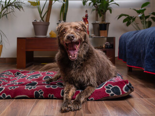 Relaxed Brown Dog Resting on a Paw Print Blanket after shower