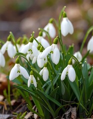 Fototapeta premium Spring flowers in bloom (3)