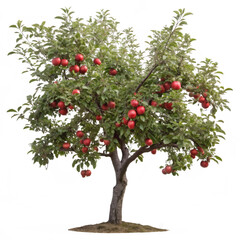 Apple tree with ripe red apple fruits, cutout transparent background