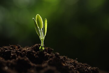 Young plant with green leaves growing from soil outdoors, closeup. Space for text