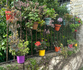  Colorful flower pots with blooming plants hanging on an iron fence.  Vibrant gardening and outdoor...