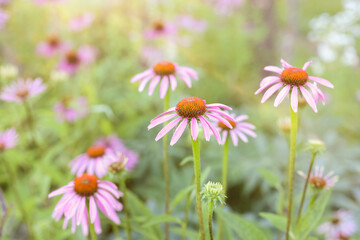 Beautiful pink Echinacea flowers blooming outdoors, closeup