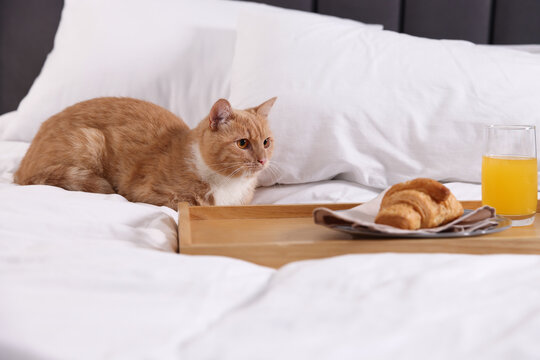 Pet hotel. Cute ginger cat, croissant and orange juice on bed indoors - Powered by Adobe