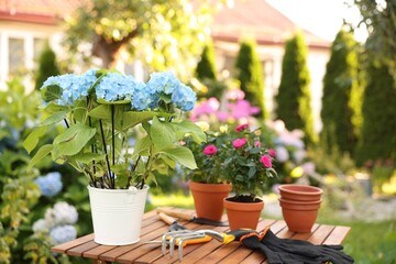 Beautiful potted flowers and gardening tools on wooden table outdoors