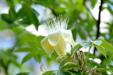 Fotobehang Baobab バオバブの花  © orihashi photo