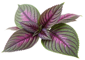 Purple and green leaves of persian shield plant, cutout transparent background