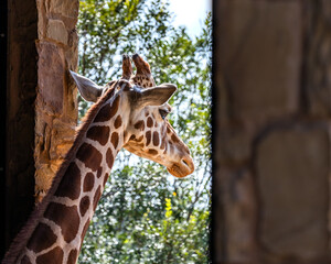 A giraffe peers through a stone archway