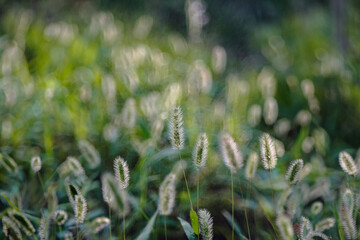 Blurred field of foxtail grass with bokeh effects.