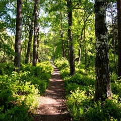 Obraz premium Sunny forest path