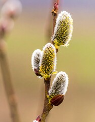Spring pussy willow blossoms
