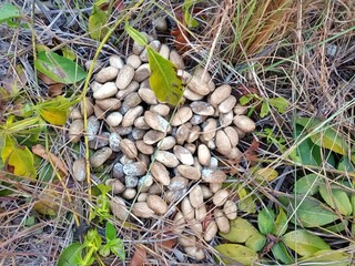 Capybara Feces, Hydrochoerus hydrochaeris