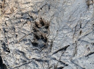 Capybara footprints, Hydrochoerus hydrochaeris, animals of Brazil