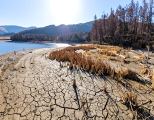 Dried lakebed with cracked earth and reeds