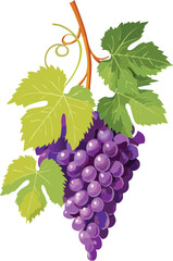 Cluster of Grapes on Vine Isolated in Vector Style