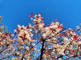 Tree of the Brazilian Cerrado, Eugenia dysenterica, Cagaiteira, produces the cagaita fruit, fruitful 