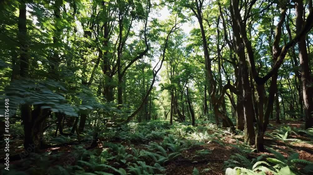 Poster a serene forest scene captured in a wide-angle video, showcasing lush greenery and sunlight filterin