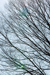 Silhouette of leafless tree branches against a bright winter sky

