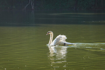 White Swan on the Lake in morning fog, summer travel. Mist rising from calm water. Autumn landscape.