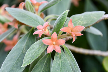 アロプレクツス・カロクラミス　Red Lantern