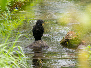 小川の石に立つハシボソガラス