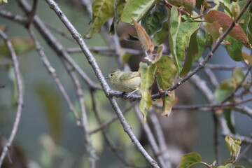 The yellow-browed tit (Sylviparus modestus) is a species of bird in the family Paridae. It is placed in the monotypic genus Sylviparus. This photo was taken in North India.