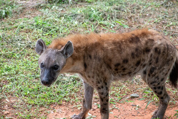 Obraz premium Spotted hyena