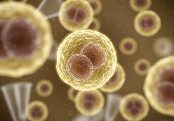 Microscopic view of cells undergoing mitosis, with two nuclei visible within a single cell, surrounded by other cells.