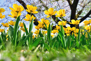 チューリップ畑